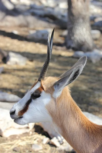 Antilope saltante — Foto Stock