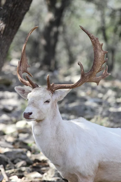 Fallow Deer — Stock Photo, Image