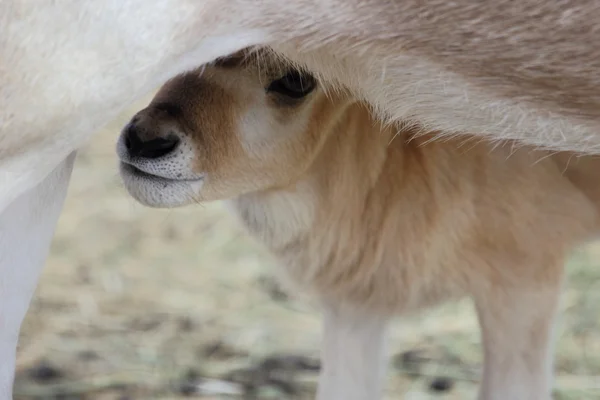 Baby Addax — Stock Photo, Image