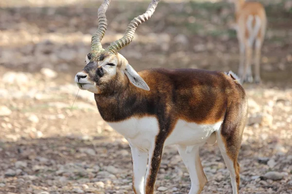 Antilope cervicapra — Foto Stock