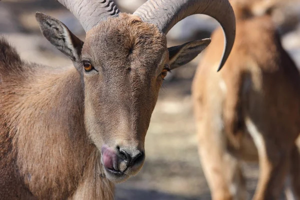 Berberi koyunu, aoudad — Stok fotoğraf