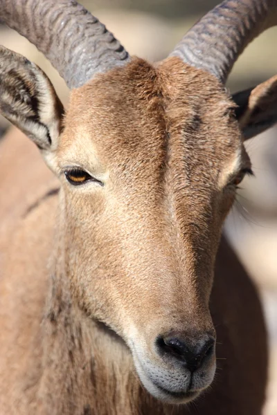 Domba Barbar, Aoudad — Stok Foto