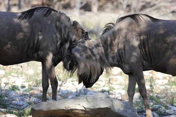 Mücadele wildebeest — Stok fotoğraf