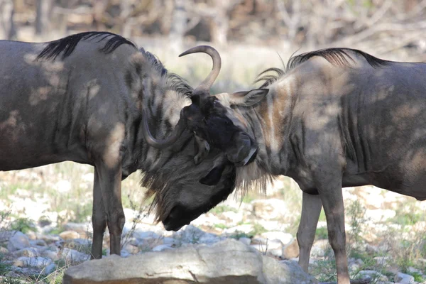 Wildebeest lutando — Fotografia de Stock