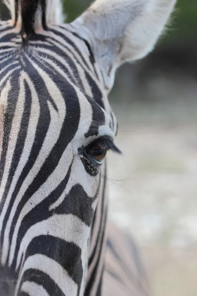 Zebra Close up — Stock Photo, Image
