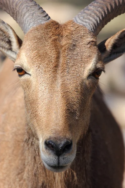 Barbarie Moutons, Aoudad — Photo