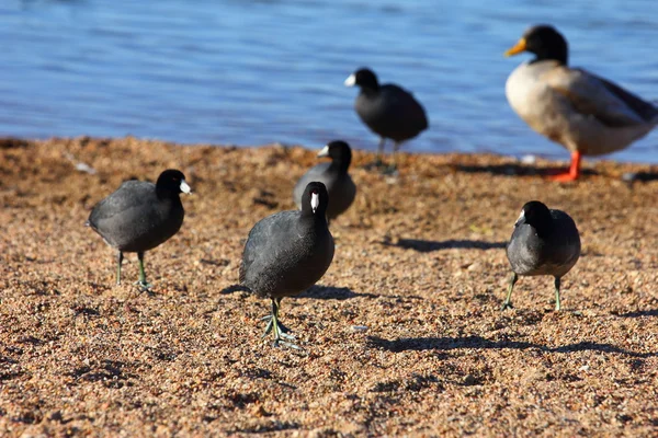 American Coots — Stock Photo, Image