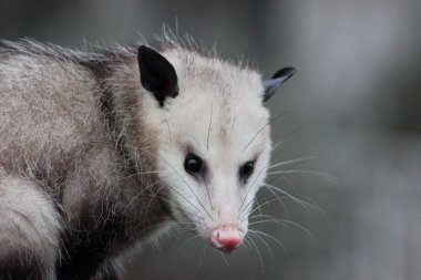 virginia opossum