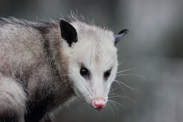 Virginia Opossum — Stockfoto