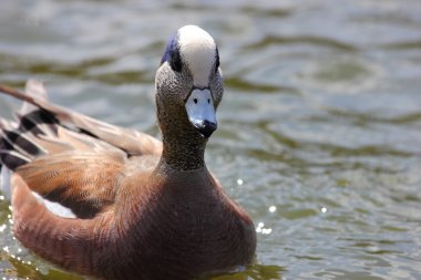 Amerikan wigeon
