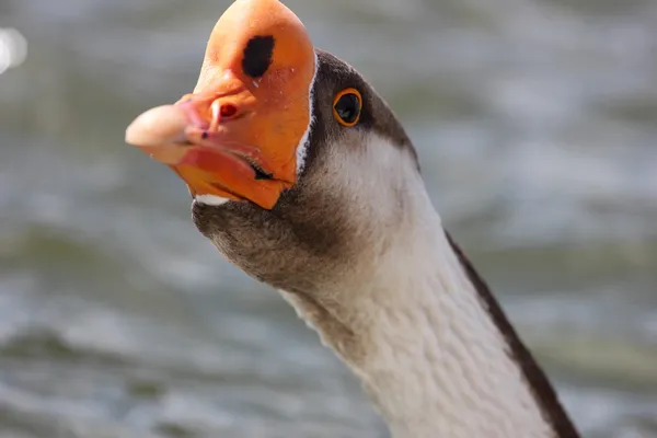 African Goose — Stock Photo, Image