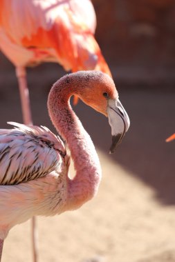 Bebek flamingo