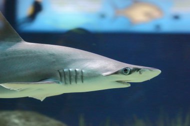 çekiç kafalı köpek balığı