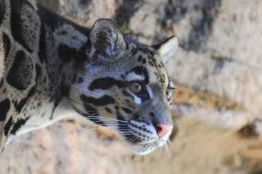 Bulutlu leopar