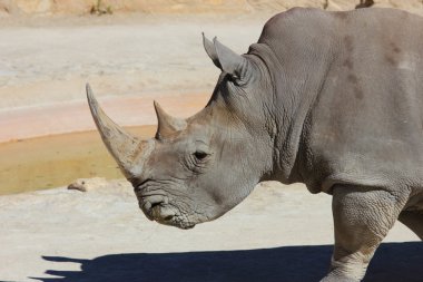 Beyaz rhino