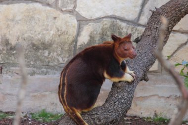 Ağaç Kangurusu