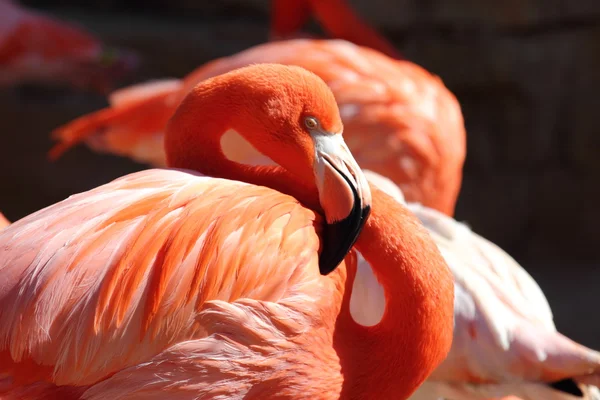 Flamingo — Stockfoto