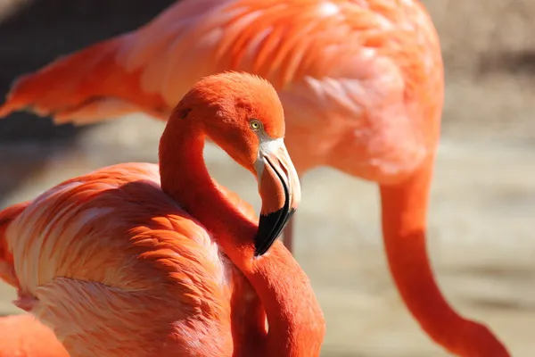 Flamingo — Fotografia de Stock