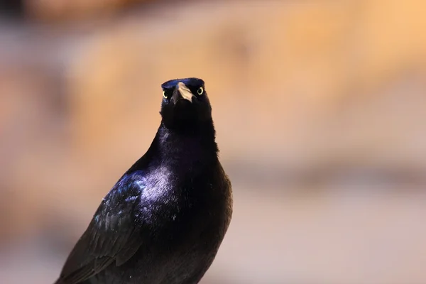 Tekne kuyruklu grackle — Stok fotoğraf