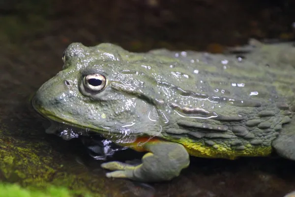 Bufo-Kröte — Stockfoto