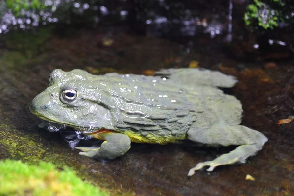 Bufo жаба — стокове фото