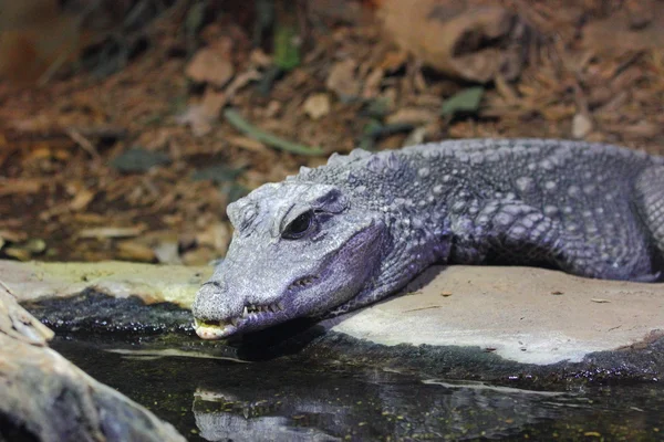 Amerikanischer Alligator — Stockfoto