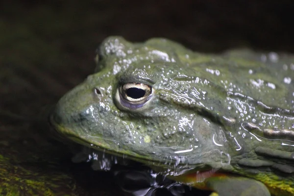 Bufo-Kröte — Stockfoto