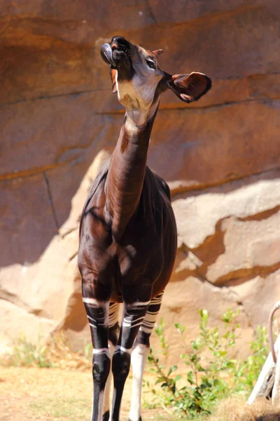 Okapi — Stock Photo, Image