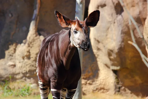 Okapi — Stockfoto