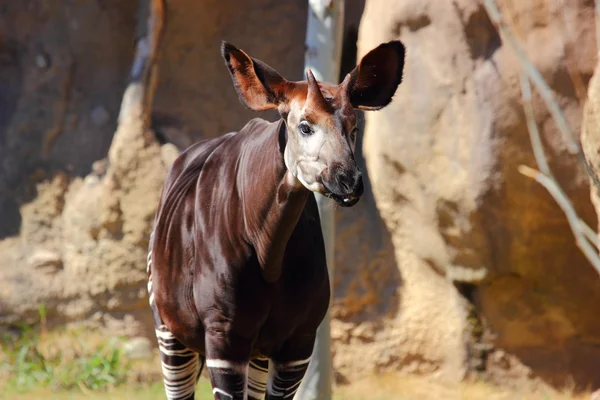 Okapi
