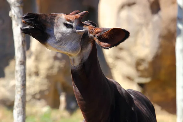 Okapi — Stockfoto