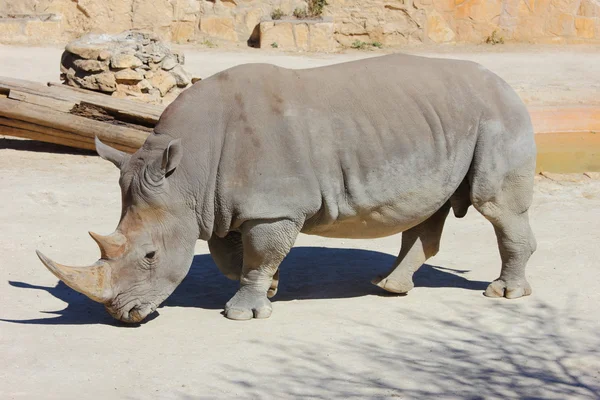 White Rhino — Stock Photo, Image