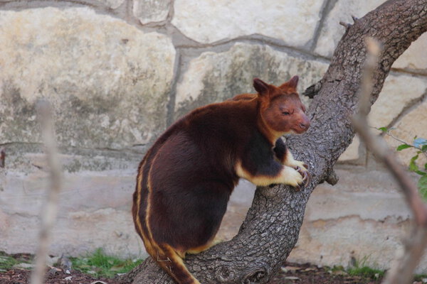Tree Kangaroo