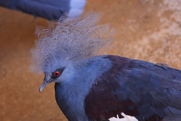 Pombo-coroado — Fotografia de Stock