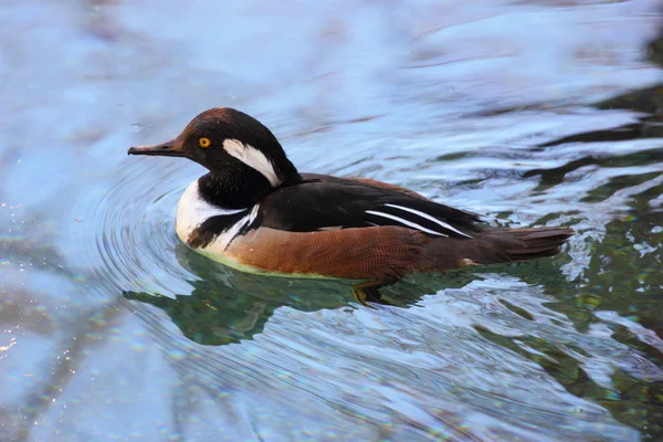 Merganser con capucha — Foto de Stock