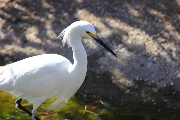Snowy Egret — Stock Photo, Image