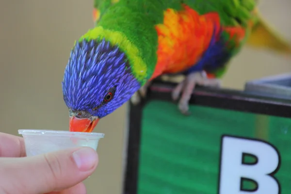 Lorikeet — Stock Photo, Image