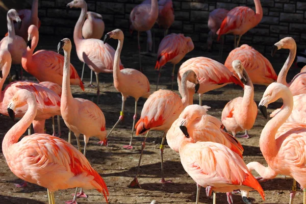 Rebanho de flamingos — Fotografia de Stock