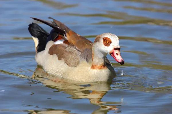 Nijlgans — Stockfoto