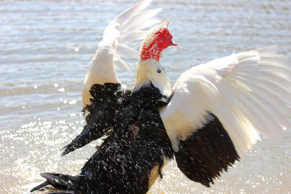 Moscovia pato tomando baño — Foto de Stock