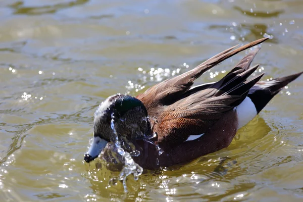 Baño de pato — Foto de Stock