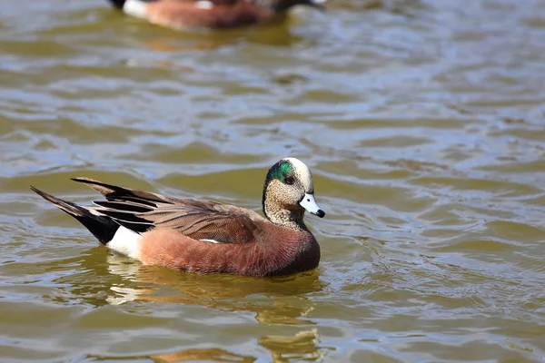 Amerikan wigeon — Stok fotoğraf