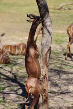 Gerenuk