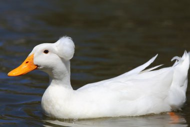 Beyaz ördek