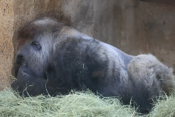 Western Lowland Gorilla — Stock Photo, Image