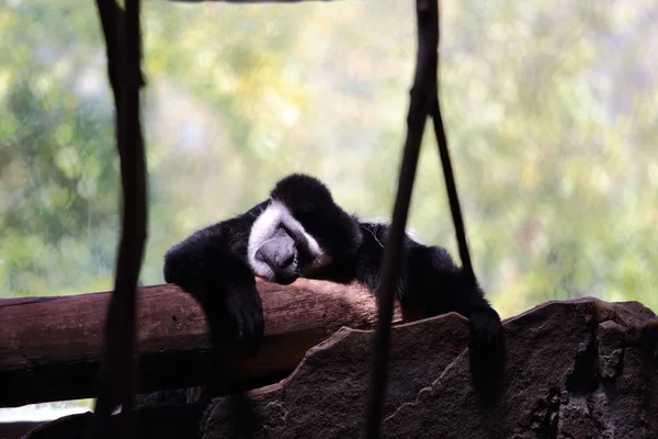 Sovande gibbon — Stockfoto