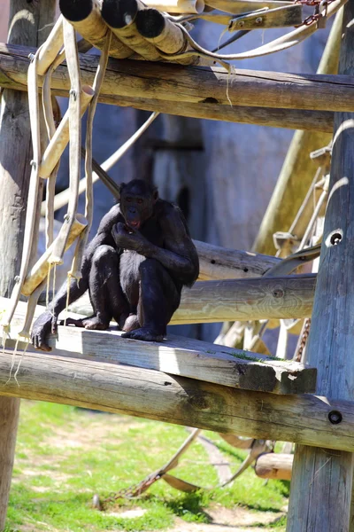 Monkey Eating — Stock Photo, Image