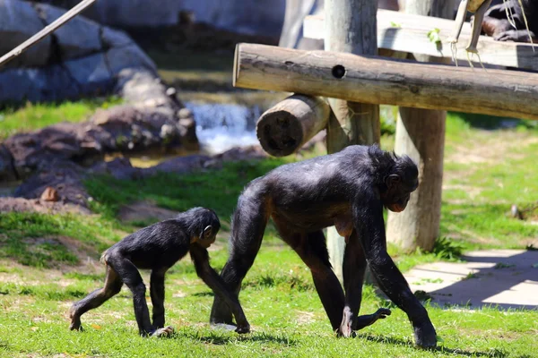 Bonobo Monkeys — Stock Photo, Image