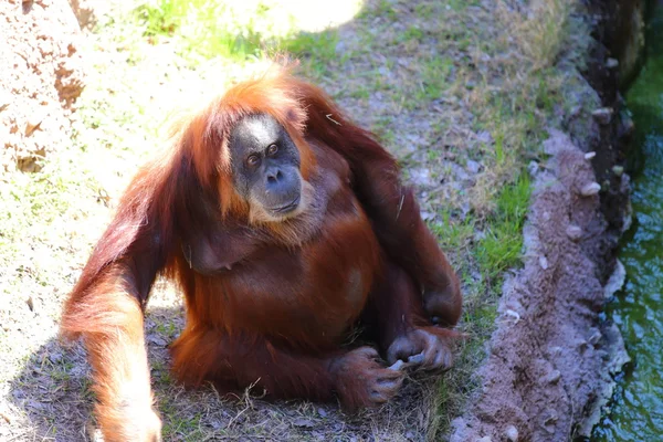 Sumatran Oragnutan — Stock Photo, Image