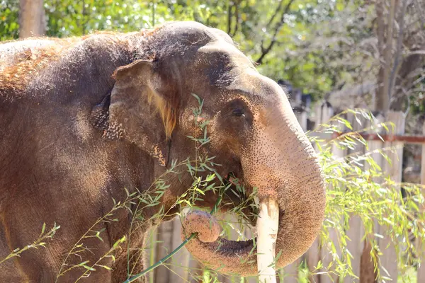 Asiatique éléphant manger — Photo